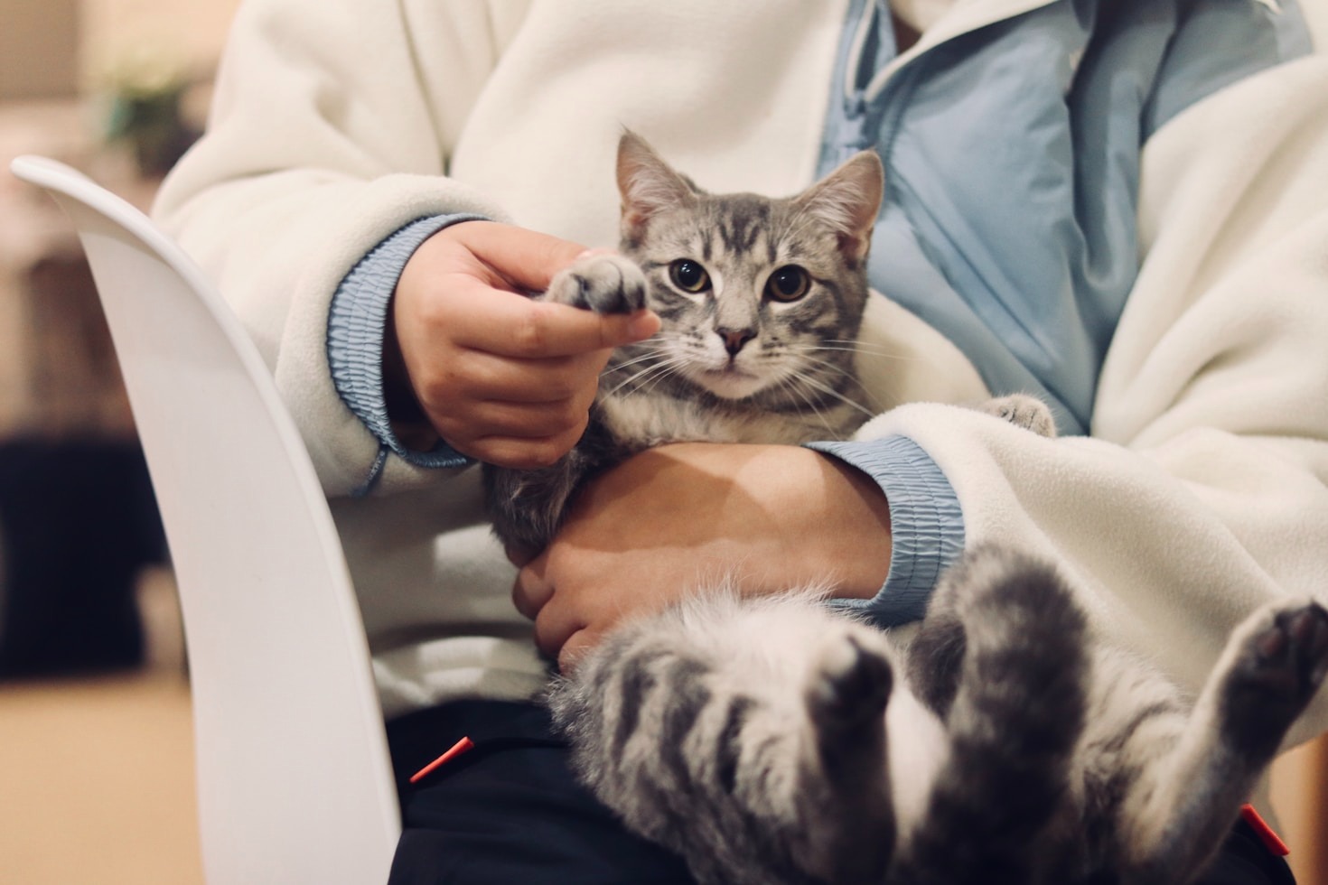 Come Preparare i Documenti per il Tuo Pet