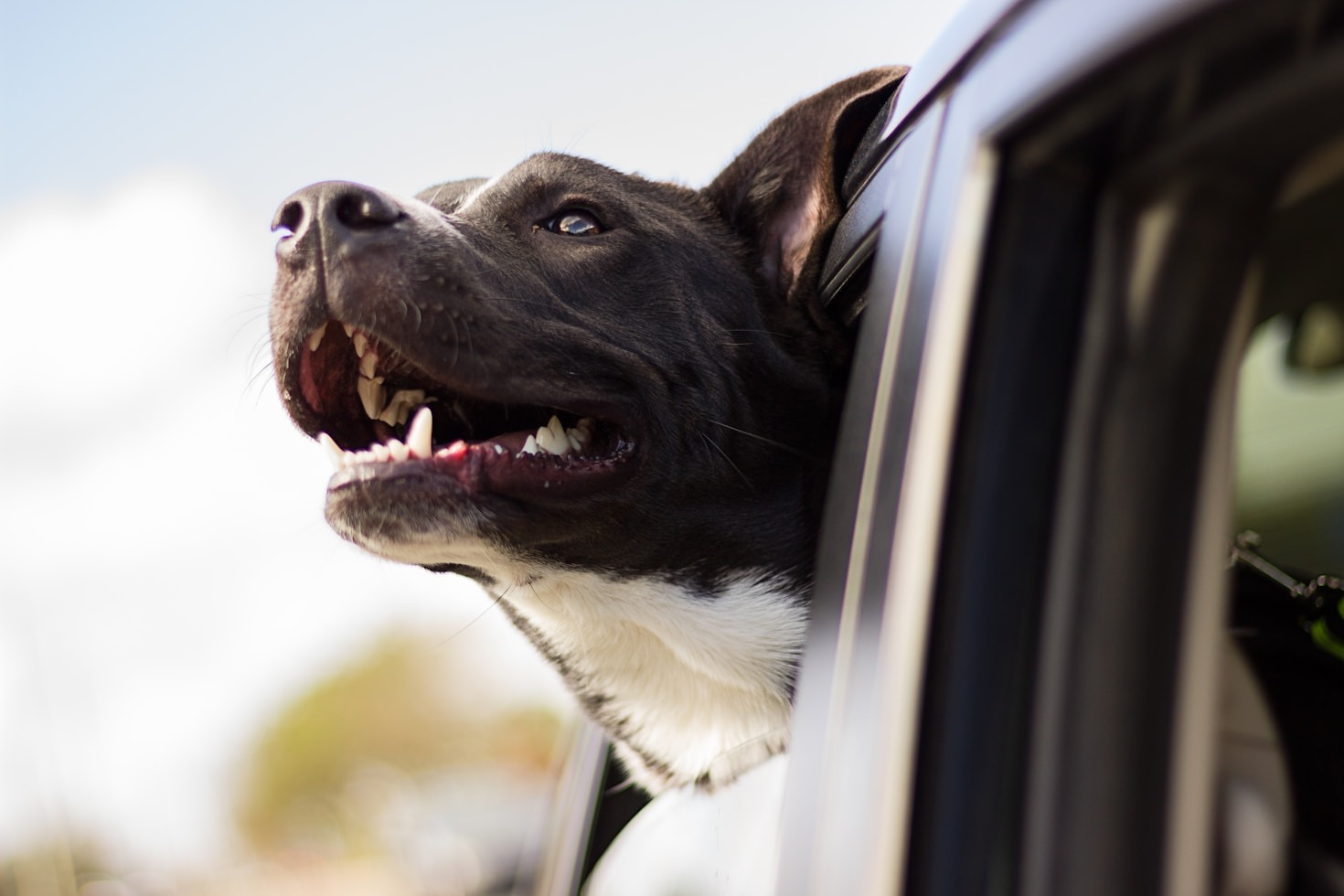 Le Normative dei Principali Paesi per Animali Domestici