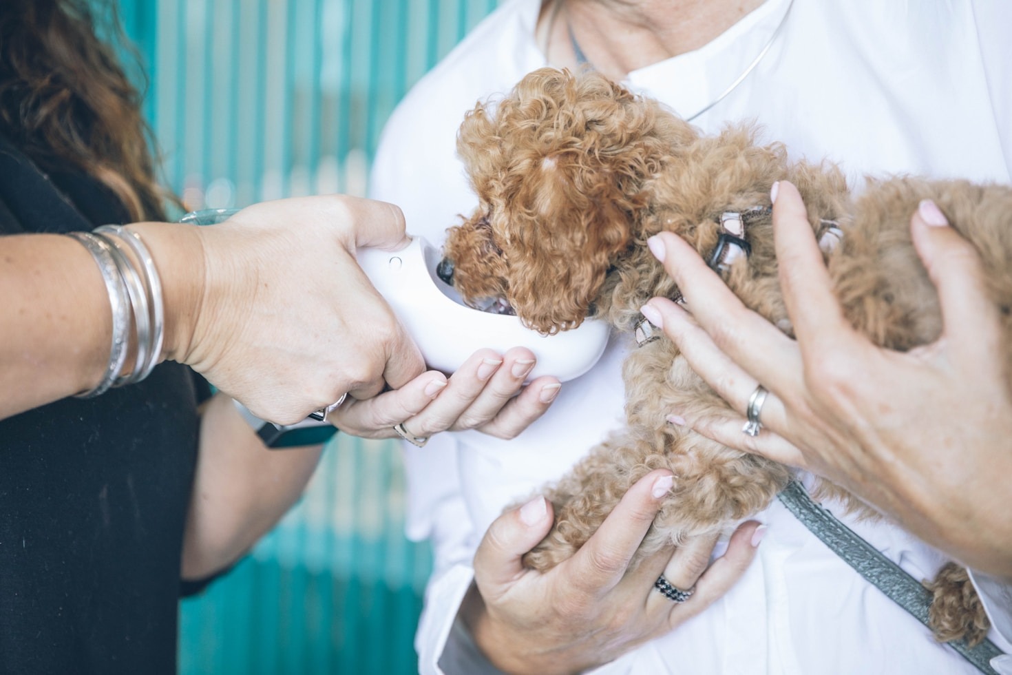 Viaggiare con il Tuo Cane: Consigli Pratici